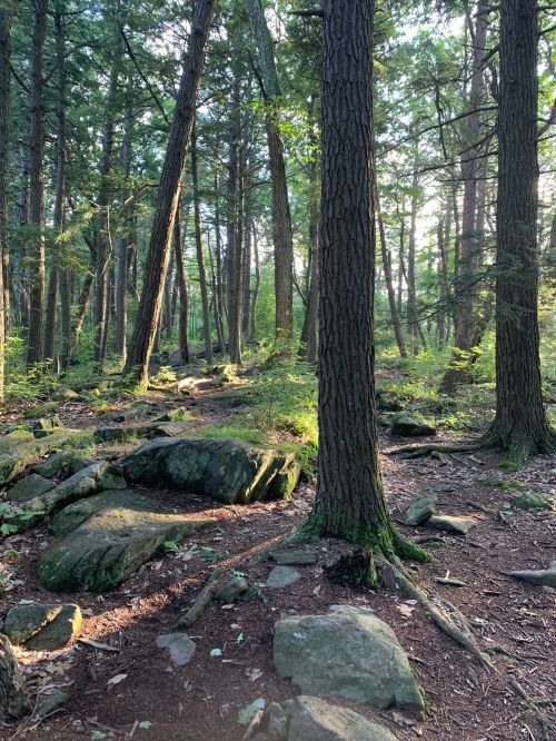 A serene forest scene with tall trees, dappled sunlight, and rocky ground, creating a peaceful natural atmosphere.