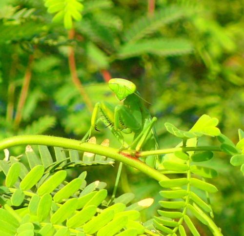 A green praying mantis perched on a green plant, surrounded by lush foliage.