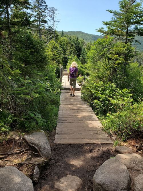 A person with purple hair walks along a wooden path through a lush green forest on a sunny day.