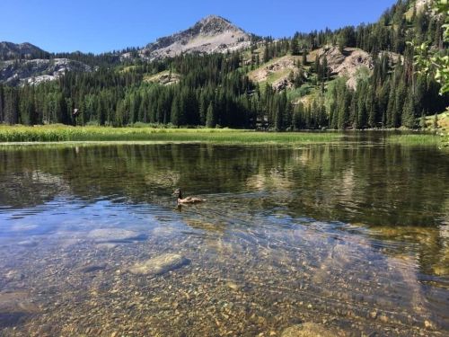 A serene lake surrounded by mountains and trees, with a duck swimming in the clear water.