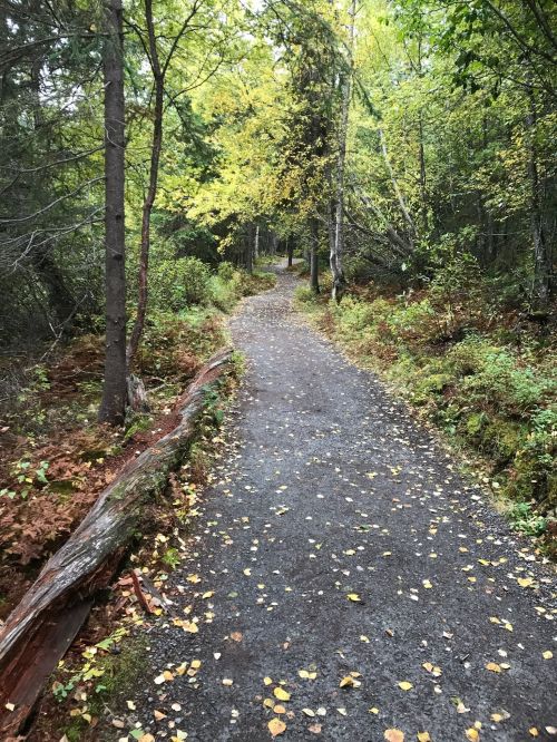 A winding gravel path through a lush forest, lined with trees and scattered autumn leaves.