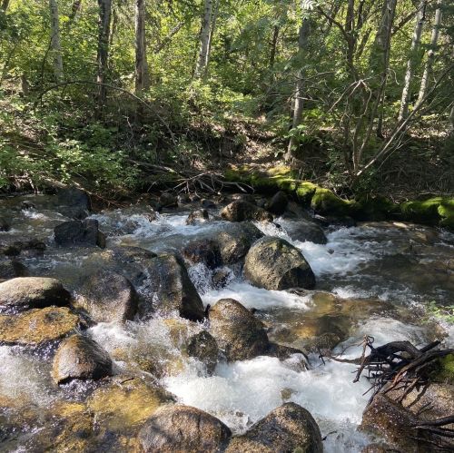 A serene stream flows over smooth rocks, surrounded by lush greenery and sunlight filtering through the trees.