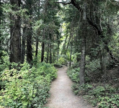 A narrow dirt path winding through a lush, green forest with tall trees and dense foliage on either side.
