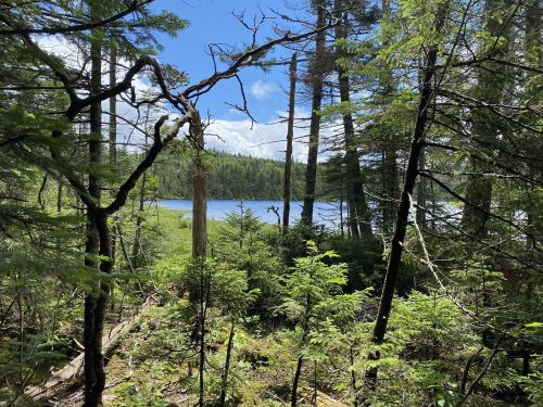 A serene forest scene with trees and a glimpse of a lake under a blue sky with scattered clouds.