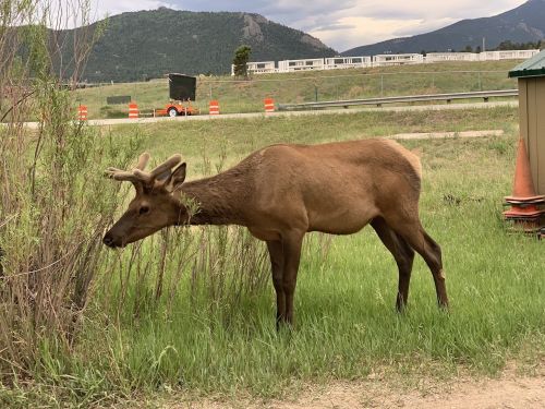 A young elk grazes on grass near a roadside, with mountains in the background and construction cones visible.