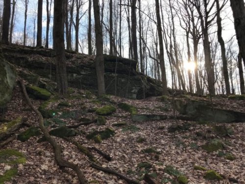 A serene forest scene with bare trees, moss-covered rocks, and sunlight filtering through the branches.