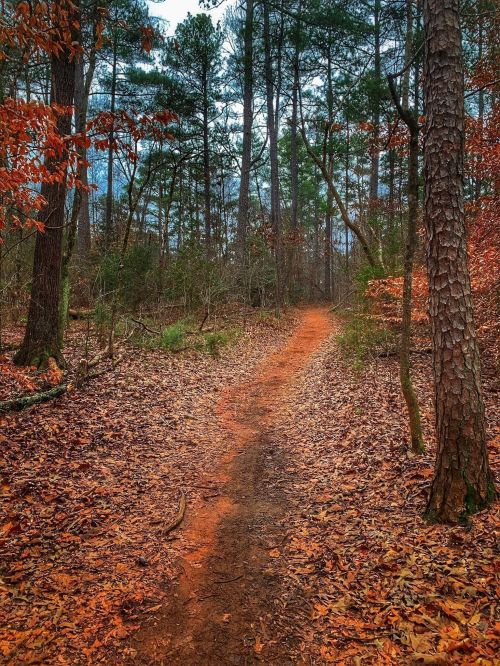 A winding dirt path through a forest with autumn leaves and tall trees, creating a serene, natural atmosphere.