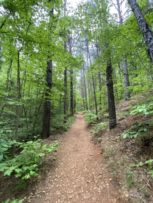 A narrow dirt path winds through a lush green forest with tall trees and vibrant foliage on either side.