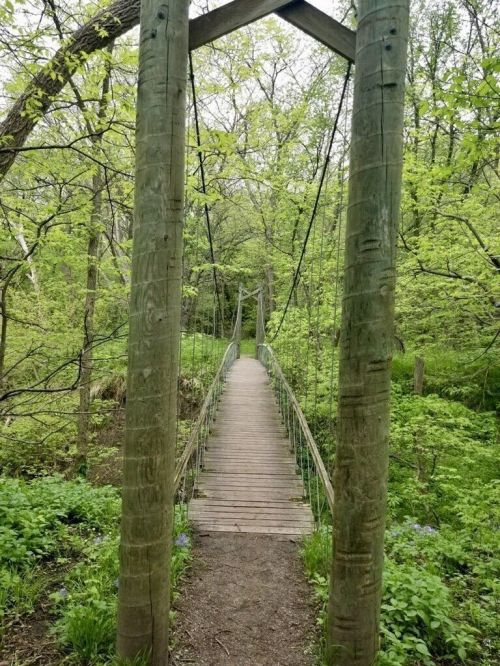 A wooden suspension bridge surrounded by lush green trees and foliage, leading into a serene forest.