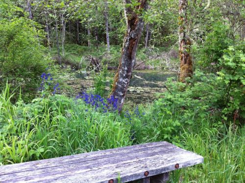 A wooden bench beside a serene pond, surrounded by lush greenery and blooming blue flowers.