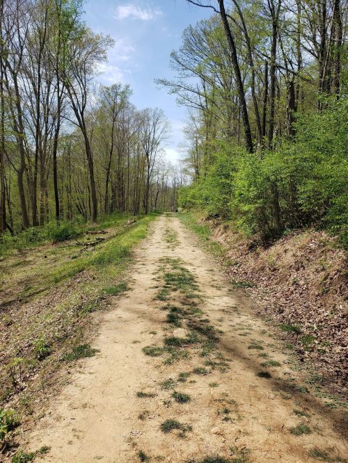 A dirt path through a lush green forest, lined with trees and underbrush, under a clear blue sky.