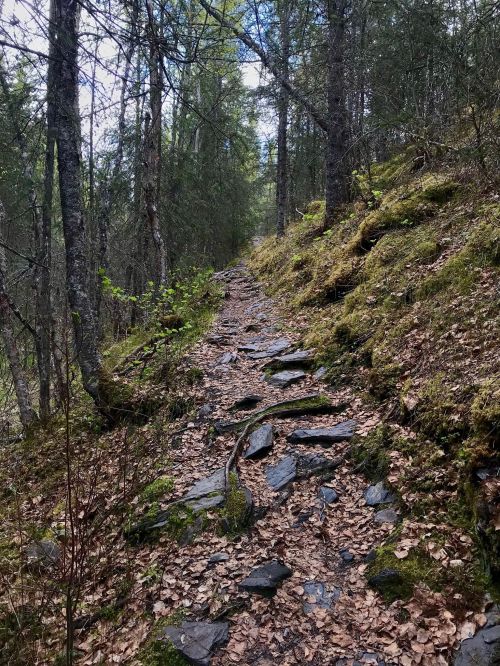 A rocky trail winding through a forest, surrounded by trees and scattered leaves on the ground.