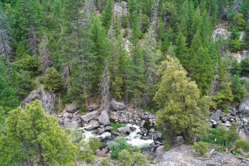 A lush forest with tall green trees surrounds a rocky riverbank and flowing water in a serene natural landscape.