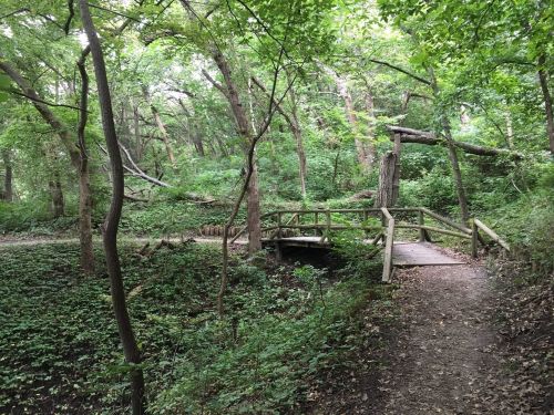 A wooden bridge crosses a small stream in a lush, green forest with dense trees and a winding dirt path.