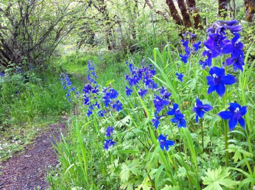 A lush green path lined with vibrant blue flowers, surrounded by trees and greenery in a serene natural setting.