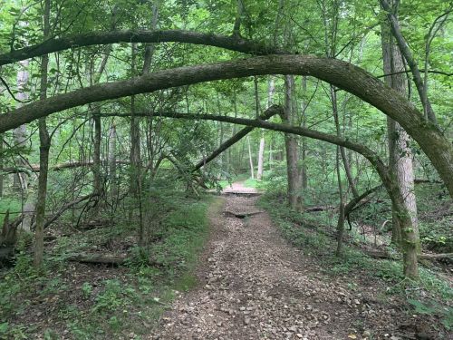 A winding dirt path through a lush green forest, with trees arching overhead and scattered rocks along the trail.