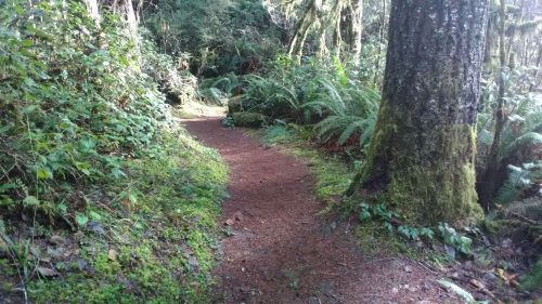 A winding dirt path through a lush green forest, surrounded by ferns and tall trees.