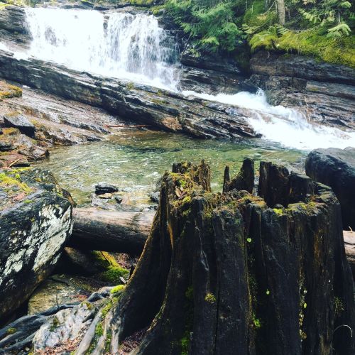 A serene forest scene featuring a waterfall, clear water, and a moss-covered tree stump in a lush, green environment.