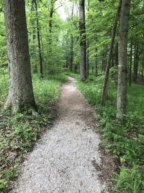 A winding gravel path through a lush green forest with tall trees and vibrant foliage on either side.