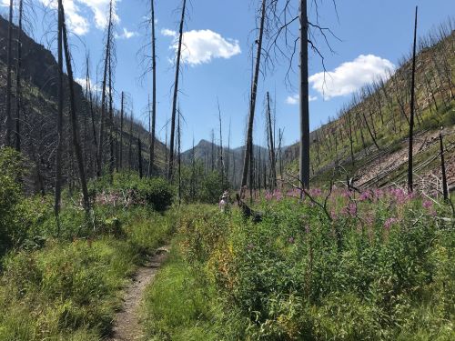 A trail through a forest with charred trees and vibrant wildflowers under a blue sky with fluffy clouds.