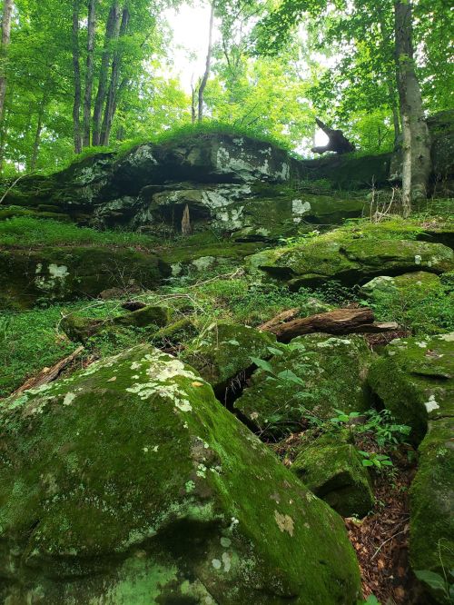 Lush green forest with moss-covered rocks and trees, creating a serene, natural landscape.