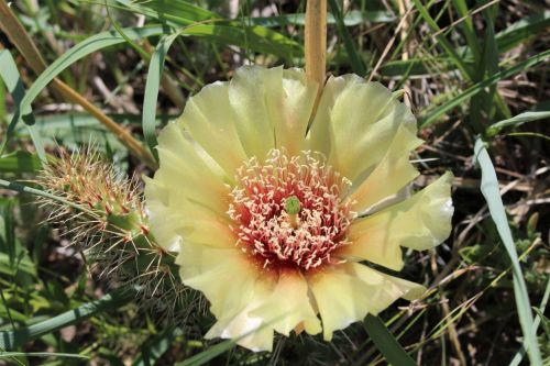 Close-up of a yellow cactus flower with red center, surrounded by green grass and spiky cactus pads.