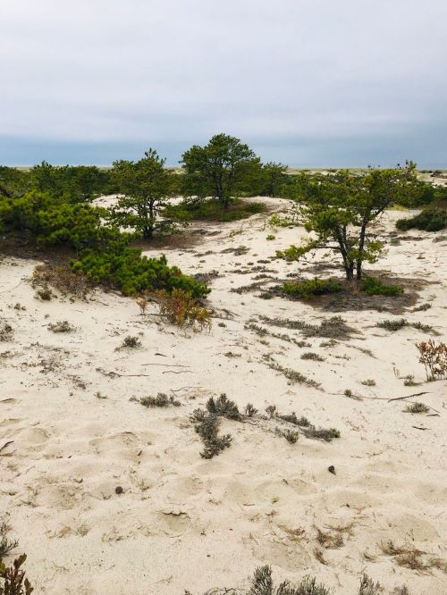 A sandy landscape with sparse vegetation and small trees under a cloudy sky.