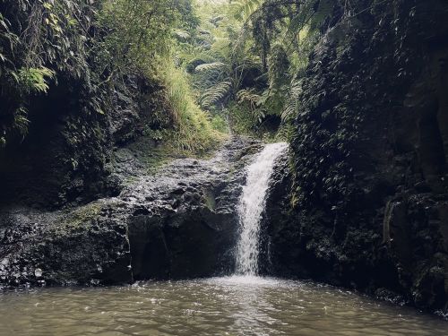 A small waterfall cascades over rocky terrain into a serene pool, surrounded by lush greenery and ferns.