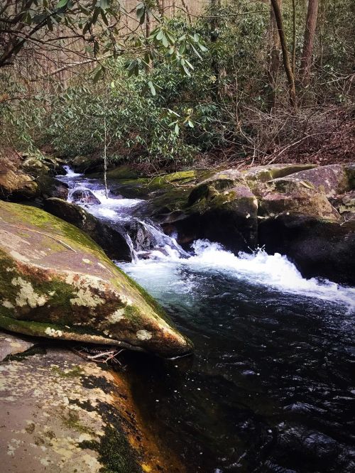 A serene stream flows over moss-covered rocks, surrounded by lush greenery and trees in a tranquil forest setting.