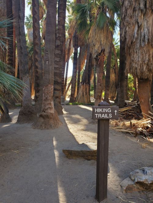 A wooden sign pointing to hiking trails, surrounded by tall palm trees and a sandy path.