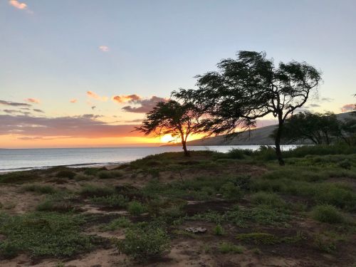 A serene beach scene at sunset, featuring two trees silhouetted against a colorful sky and calm ocean.