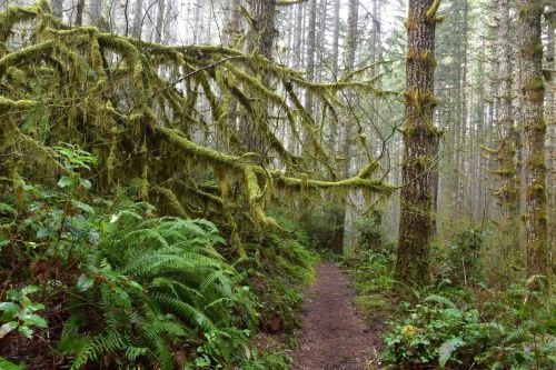 A misty forest path surrounded by tall trees covered in moss and lush green ferns.