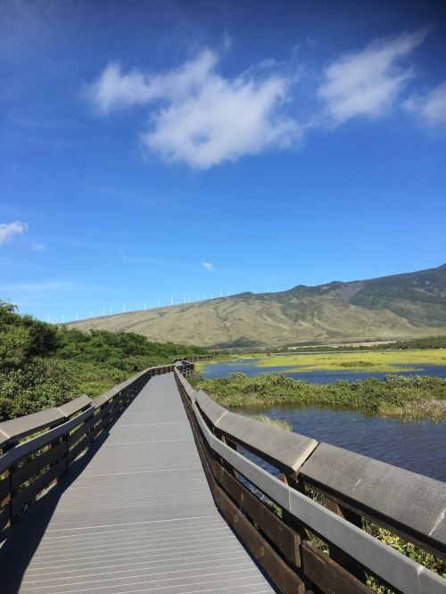 A wooden boardwalk leads through lush greenery, with a mountain and wind turbines in the background under a blue sky.