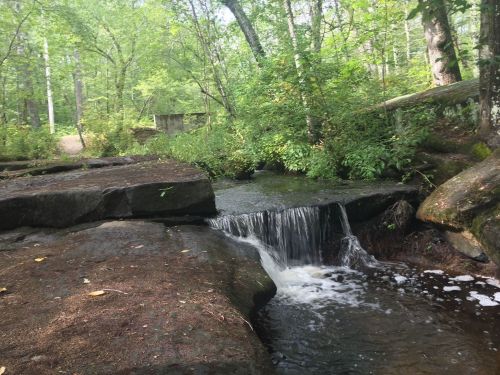 A serene forest scene featuring a small waterfall flowing over rocks, surrounded by lush greenery and trees.
