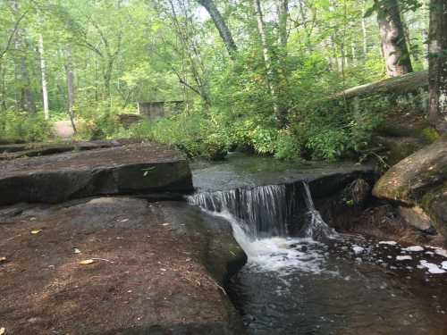 A serene forest scene featuring a small waterfall flowing over rocks, surrounded by lush greenery and trees.