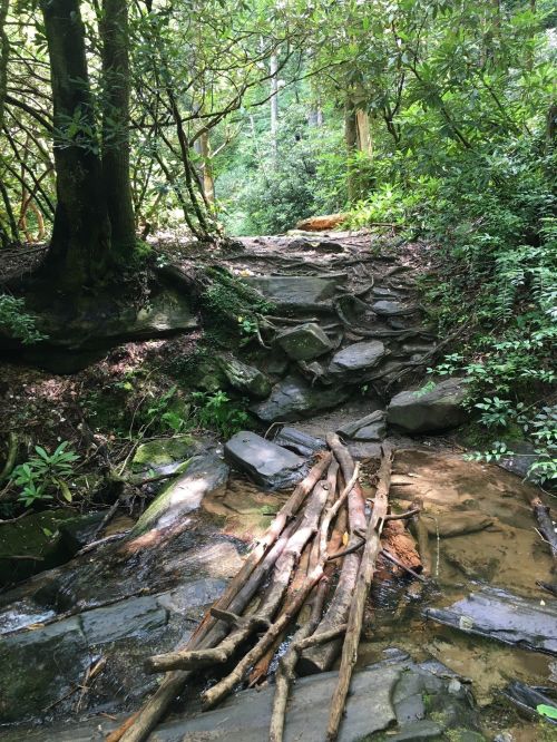 A rocky path through a lush green forest, with fallen branches crossing a small stream.