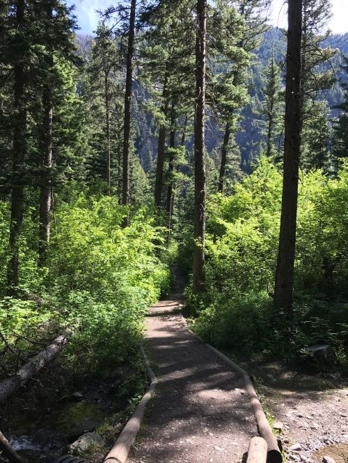 A winding dirt path through a lush green forest with tall trees and sunlight filtering through the leaves.