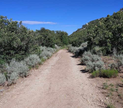 A dirt path surrounded by green shrubs and trees under a clear blue sky.