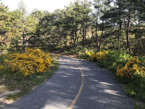 A winding path through a forest, lined with vibrant yellow flowers and lush greenery on either side.