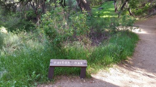 A wooden sign labeled "Poison Oak" near a trail, surrounded by green foliage and trees.