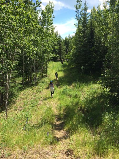 Four people walking along a grassy trail through a lush green forest on a sunny day.