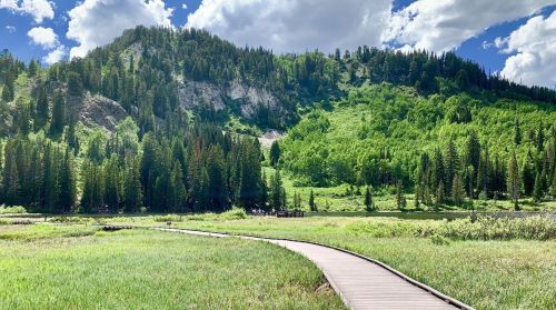 A wooden path winds through lush green grass, leading to a forested hillside under a bright blue sky with clouds.