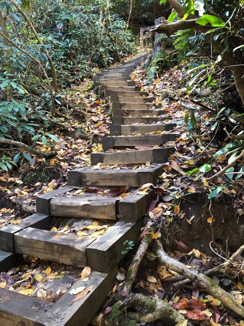 A winding wooden staircase surrounded by lush greenery and scattered autumn leaves.