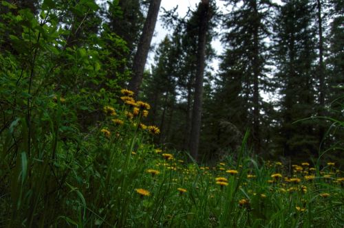 A lush forest scene with tall trees and vibrant yellow flowers in a grassy area, under a cloudy sky.