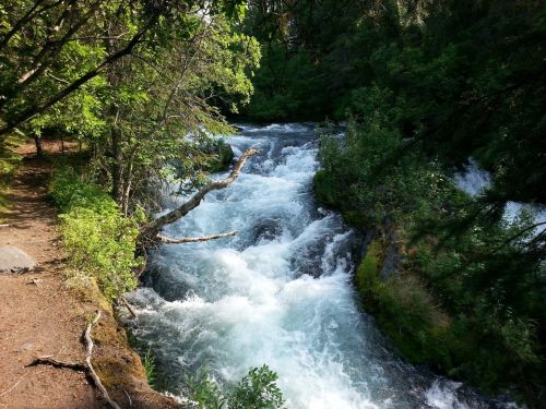 A rushing river flows through a lush green forest, with trees and rocks lining the banks.