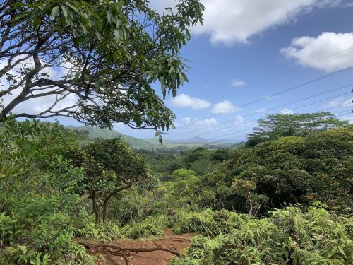 Lush green landscape with trees and shrubs under a blue sky, featuring distant mountains and power lines.