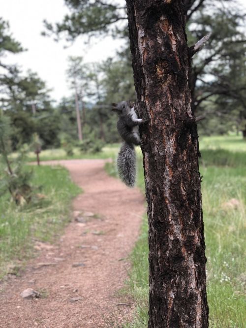 A squirrel climbs a tree beside a dirt path in a green, wooded area.