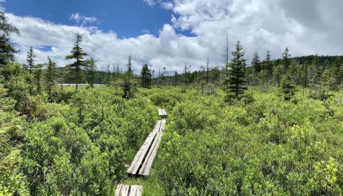 A wooden boardwalk winds through lush green vegetation under a partly cloudy sky in a serene natural landscape.