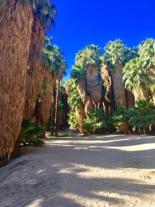 A sunlit path through tall palm trees with lush greenery and sandy ground, under a clear blue sky.