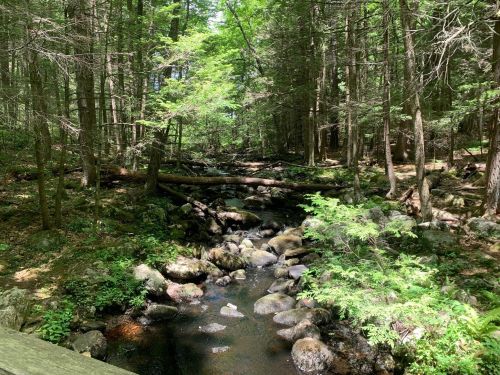 A serene forest scene with a small stream flowing over rocks, surrounded by lush green trees and foliage.